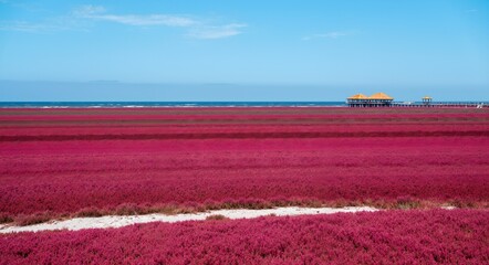 lavender field in holland