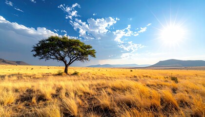 Fototapeta premium A solitary green tree stands tall in a vast golden grassland under a bright sunny blue sky with scattered white clouds and distant rolling hills