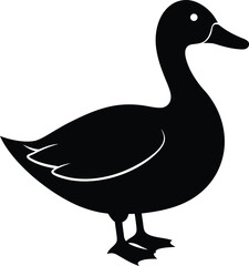 duck isolated on white background