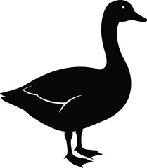 goose isolated on white background