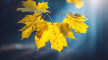 Obraz premium Golden autumn leaves captured in nature soft ambient light close-up perspective beauty of fall colors