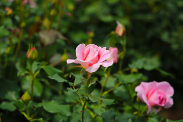 Beautiful pink roses blooming in a Japanese public garden.