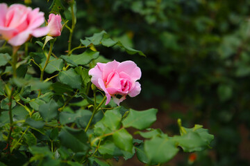 Beautiful pink roses blooming in a Japanese public garden.