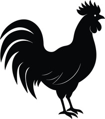 rooster isolated on white background