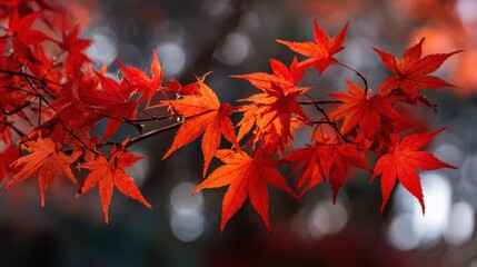 Vibrant autumn leaves falling nature photography outdoor environment close-up view seasonal beauty
