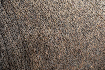 The background pattern of the elephant skin is dark black. The pattern on the elephant skin with the skin and hair of the elephant is sharp and detailed.