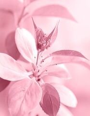 Pink floral close-up