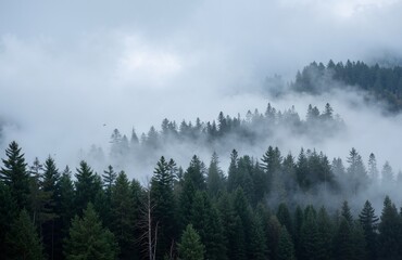 fog in the mountains