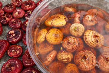 gladiolus bulbs soaked in a contact fungicide solution before planting in a flowerbed