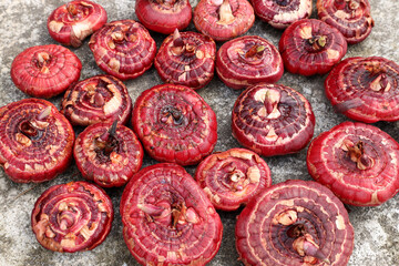 gladiolus bulbs treated with a contact fungicide are prepared for planting