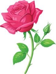 A vibrant pink rose with a budding companion and green stem