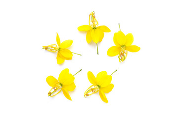 Cassia fistula flower on white background.