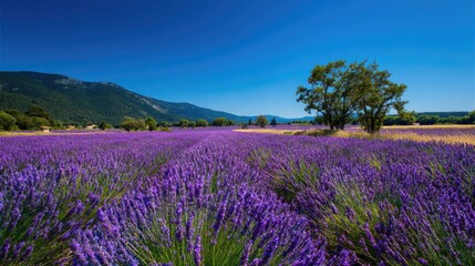 a serene landscape dominated by fields of lavender. the vibrant purple flowers are in full bloom, stretching towards the horizon where they meet the clear blue sky