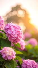 Pink Hydrangea blossoms in sunlight