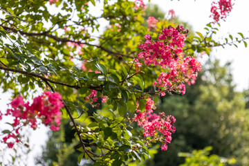 サルスベリ（百日紅）