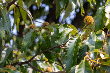 クヌギの実（ドングリ）