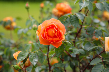 Beautiful roses blooming in a Japanese public garden.
