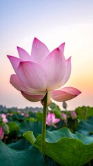 Pink lotus flower at sunrise