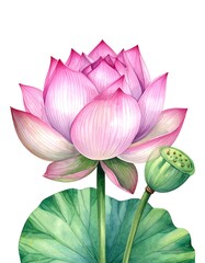 Pink lotus flower illustration