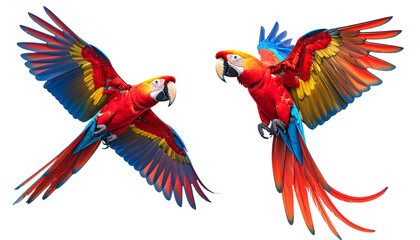Fototapeta premium Two tropical macaw birds with vibrant feathers isolated on transparent background