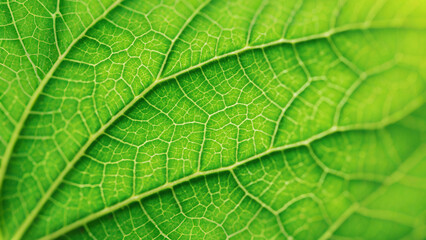 Detailed Macro Shot of a Vibrant Green Leaf Vein Structure