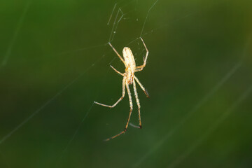 Spinne