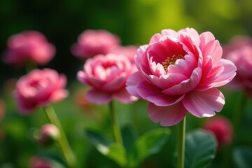Fototapeta premium Close-up view, vibrant pink & white ranunculus, garden setting, soft, flowering
