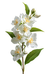 Fototapeta premium White jasmine flowers isolated on transparent background, close-up of fragrant blossoms with green leaves and buds, perfect for botanical art, floral design, and aromatic decorative stock photography