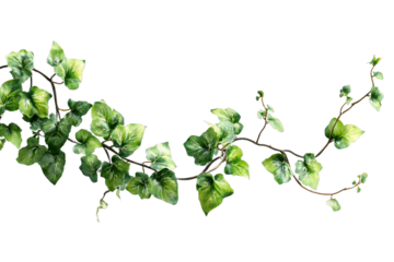 Green ivy vine isolated on transparent background, close-up of climbing plant with fresh leaves and twisting stem, perfect for botanical design, nature decoration, and eco stock photography