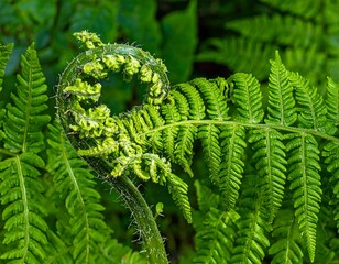 Unfurling Fern Frond - A Study in Green and Growth.