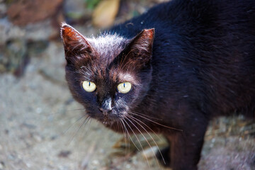 島の守り神の美しい猫たち。 沖縄県島尻郡慶良間諸島座間味島-2025 沖縄本島から40km西方にある諸島。 大小30以上の島々からなる島嶼群は全体が国立公園に指定されている。 珊瑚礁の海、白い砂浜、緑の山地は世界屈指の美しさ。 多くの貴重な動植物が生息している。 