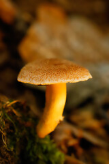 Pilz