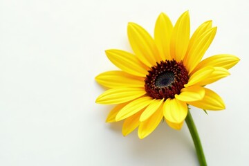 Obraz premium Single sunflower, rich color, clean white background, helianthus, agriculture