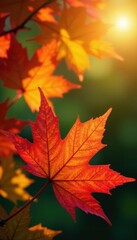 Obraz premium Sunlit maple leaves showcasing a gradient of green, orange, and crimson hues , yellow, botanical