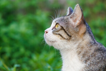 島の守り神の美しい猫たち。 沖縄県島尻郡慶良間諸島座間味島-2025 沖縄本島から40km西方にある諸島。 大小30以上の島々からなる島嶼群は全体が国立公園に指定されている。 珊瑚礁の海、白い砂浜、緑の山地は世界屈指の美しさ。 多くの貴重な動植物が生息している。 