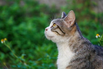 島の守り神の美しい猫たち。 沖縄県島尻郡慶良間諸島座間味島-2025 沖縄本島から40km西方にある諸島。 大小30以上の島々からなる島嶼群は全体が国立公園に指定されている。 珊瑚礁の海、白い砂浜、緑の山地は世界屈指の美しさ。 多くの貴重な動植物が生息している。 