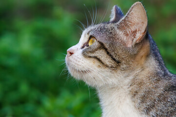 島の守り神の美しい猫たち。 沖縄県島尻郡慶良間諸島座間味島-2025 沖縄本島から40km西方にある諸島。 大小30以上の島々からなる島嶼群は全体が国立公園に指定されている。 珊瑚礁の海、白い砂浜、緑の山地は世界屈指の美しさ。 多くの貴重な動植物が生息している。 