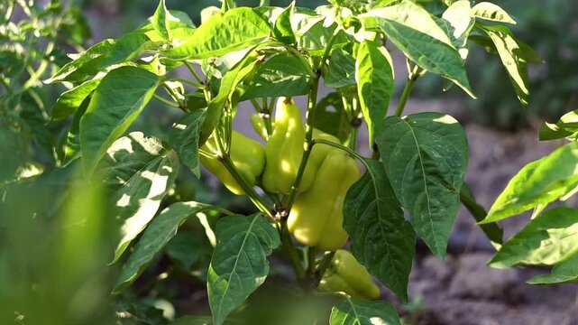 A large green pepper is visible among the pepper leaves.