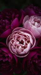 Close-up shot of a bouquet of vibrant pink and purple peonies, showcasing delicate petals.