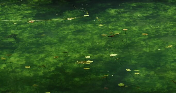 Underwater vegetation and small floating leaves are visible through the clear green water near the surface of Jarun Lake in Zagreb.