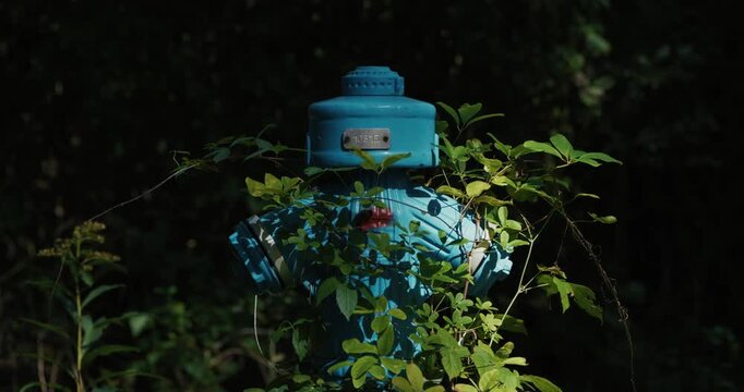 A blue fire hydrant stands surrounded and partially hidden by green climbing plants and leaves in a shaded area near Jarun Lake in Zagreb.