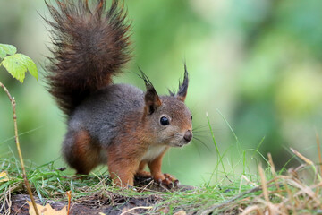Red squirrel