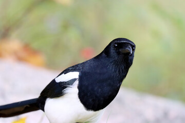 Magpie