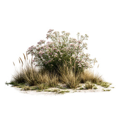 Dill isolated on transparent background 