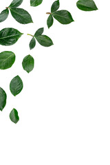 Obraz premium green leaves on white isolated background