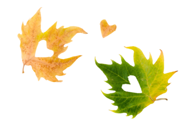 autumn leaves with hearts isolated white background