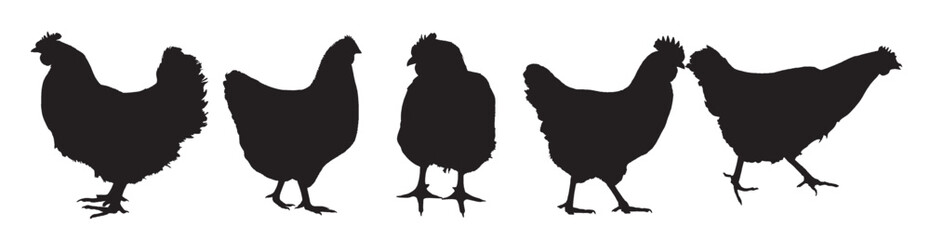 chicken silhouette vector 