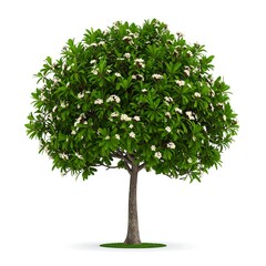 Plumeria tree, full bloom