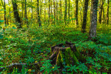 An old stump covered with green moss in the forest