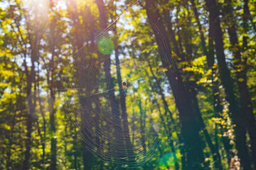 A large forest spider on a web